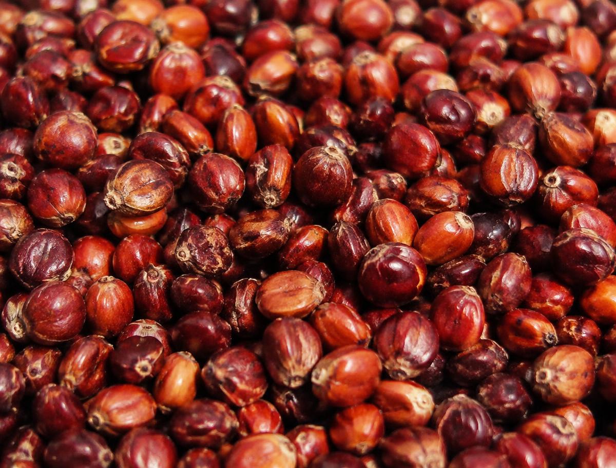 Sorgo
