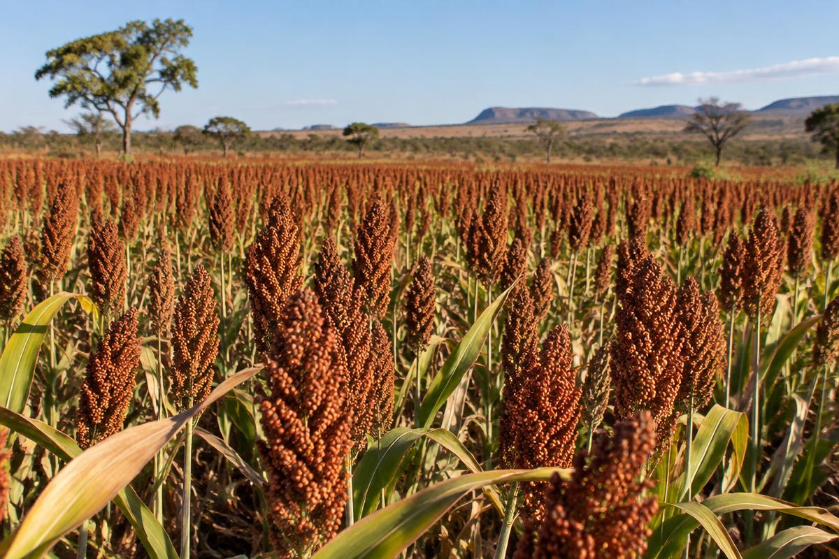SORGO — Lavoura de sorgo na origem