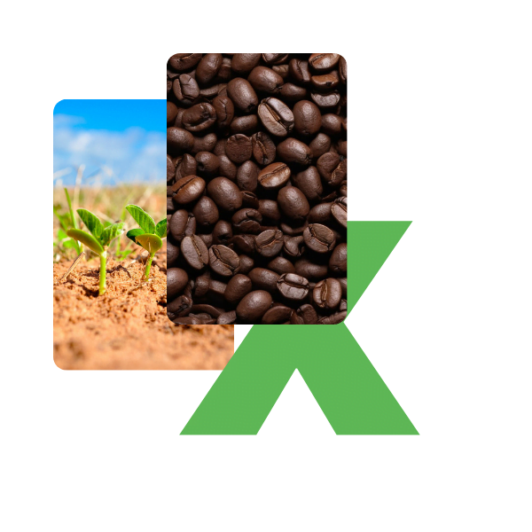 imagem grãos de cafe com logo 7xAgro
